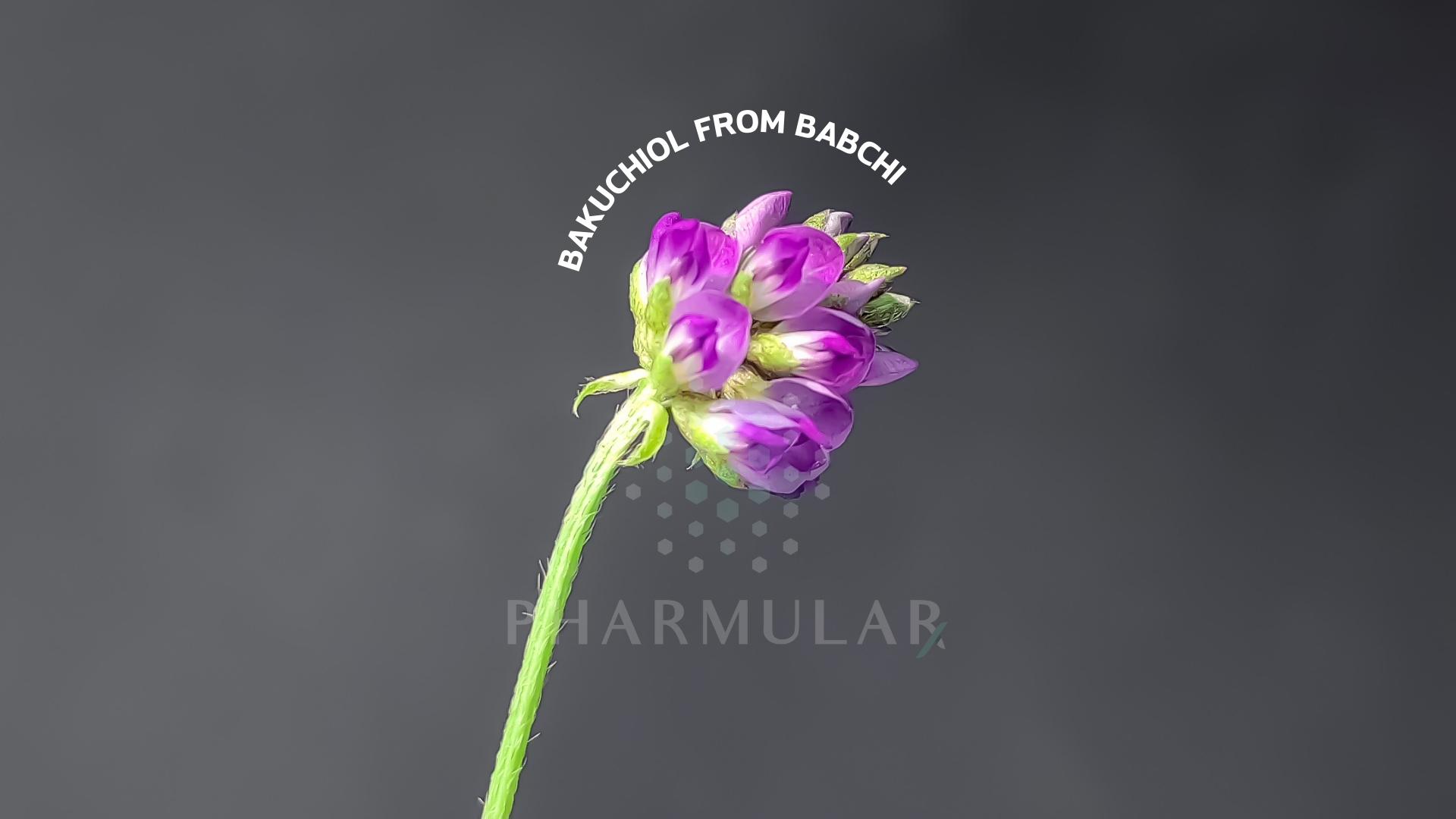 Bakuchiol retinol เรตินอล